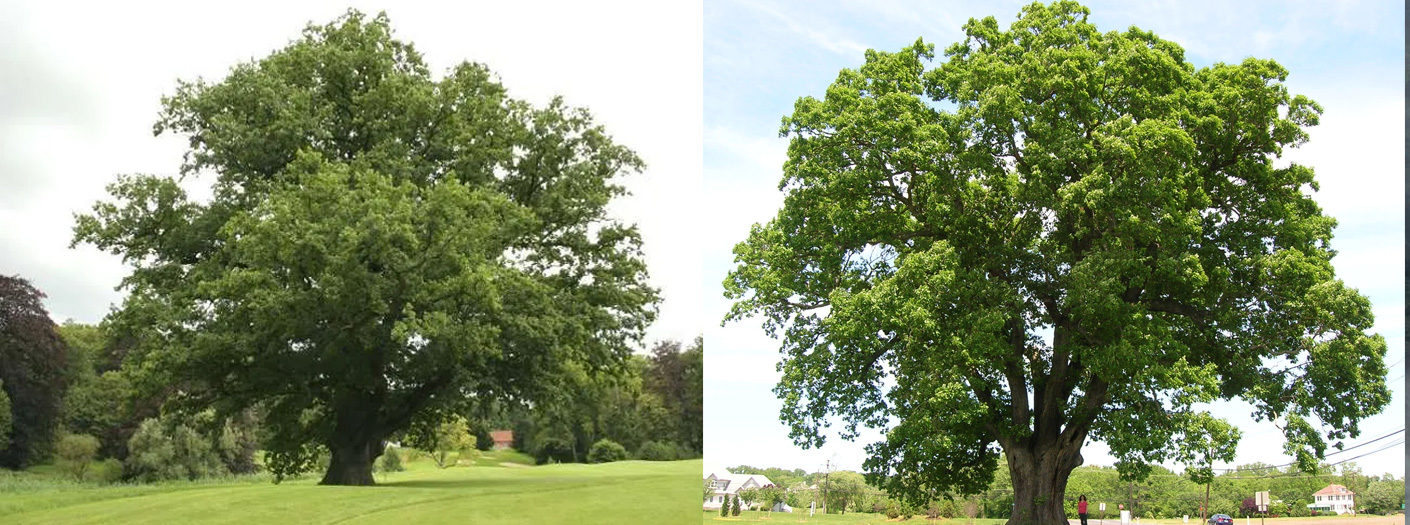 Quercus alba e robur