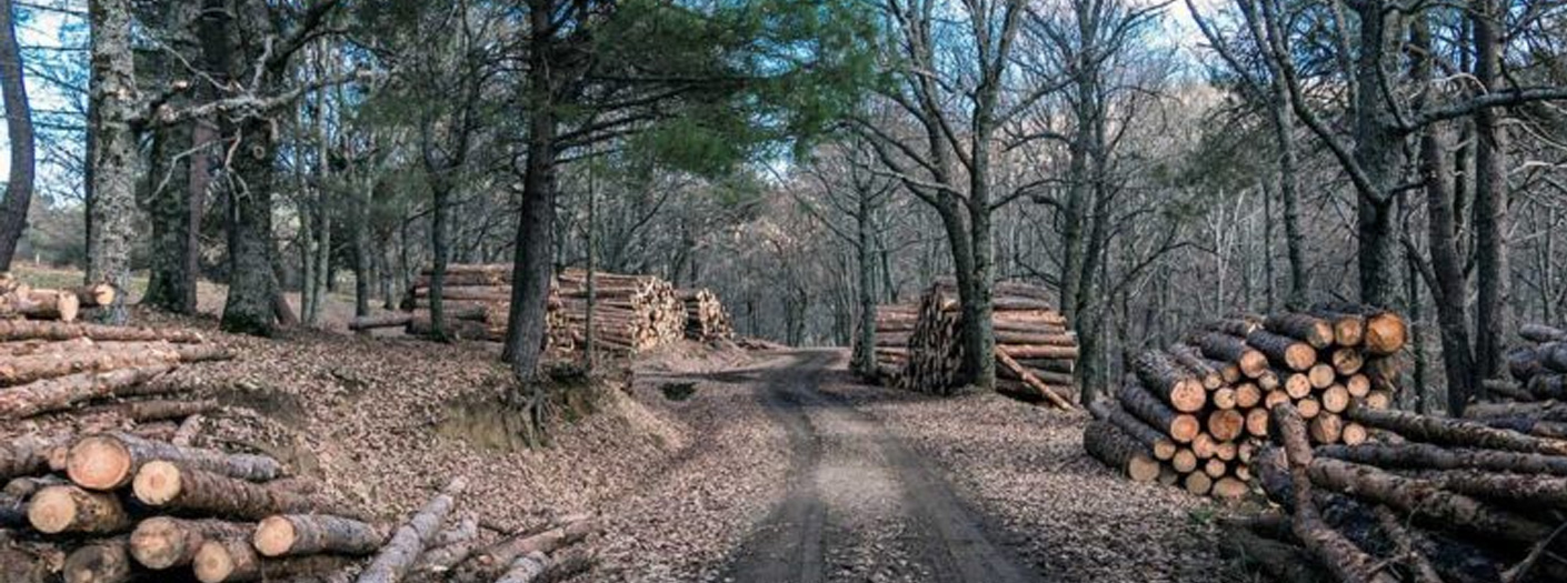 Stagionatura del legno